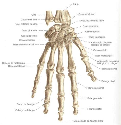 Informações Dos Ossos Da Mão Anatomía Del Esqueleto Anatomía Del