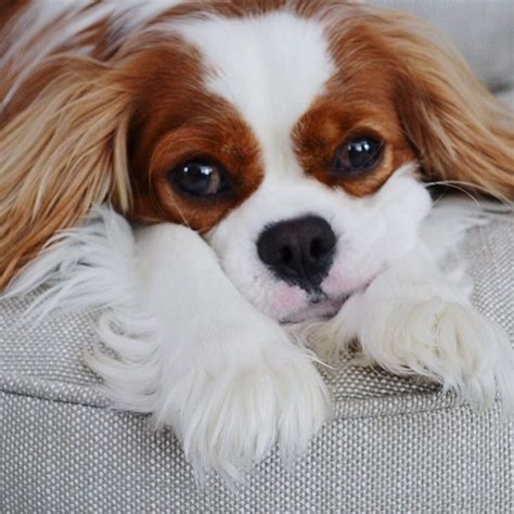 15 Pictures That Will Prove Cavalier King Charles Spaniels Are The