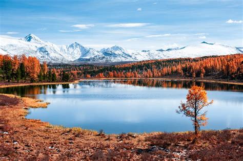 Kidelu Lake In Autumn Forest And Snow Covered Mountains In Altai