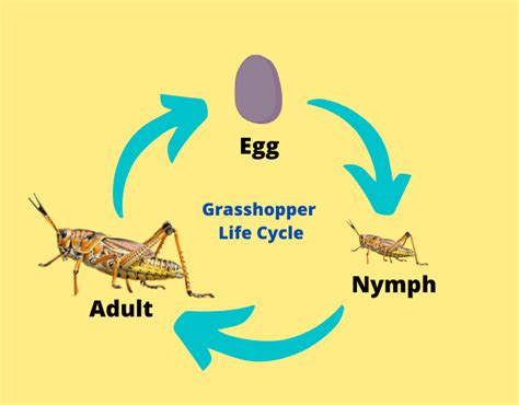 Grasshopper Life Cycle Printable