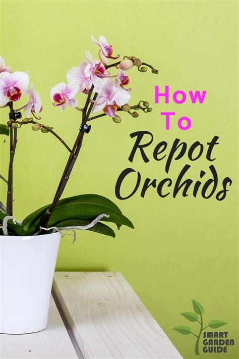 Repotting Phalaenopsis Orchids Learn How To Repot Orchids In This Step