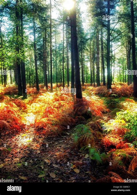 See The Forest For The Trees Hi Res Stock Photography And Images Alamy