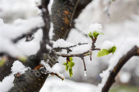 Iarna Nu Se Dă Dusă Din România Meteorologii Anunță Temperaturi în