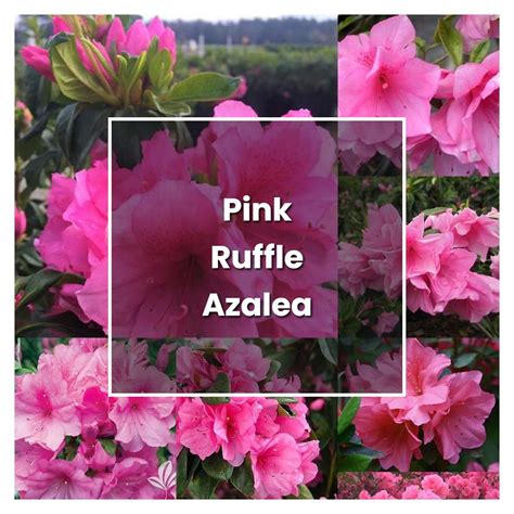 How To Grow Pink Ruffle Azalea Plant Care And Tips Norwichgardener