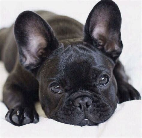 Sweet Black French Bulldog Puppy Those Eyes French Bulldog Funny