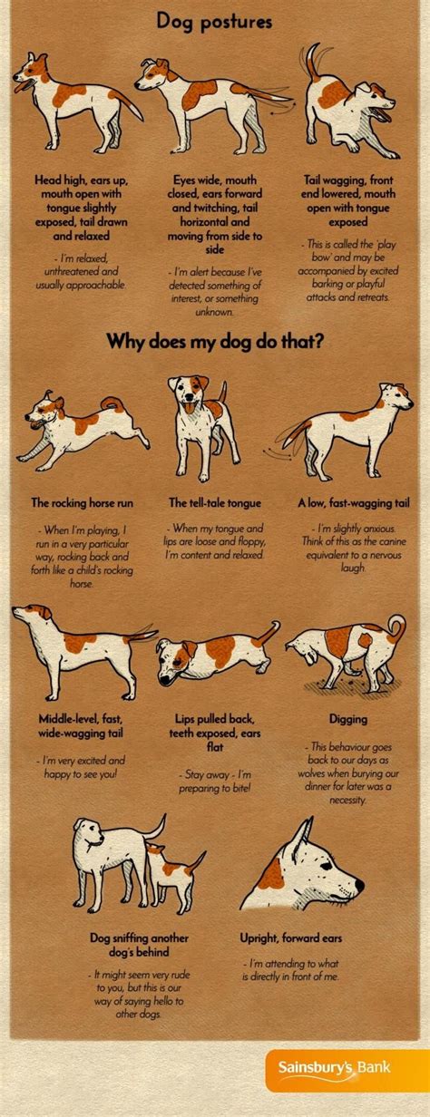 A Chart That Will Help You Finally Understand Your Dog
