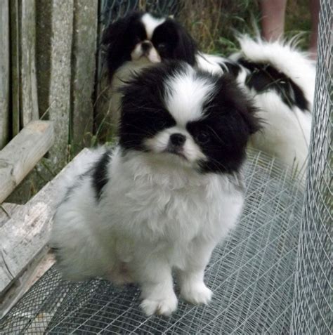 Japanese Chin Puppies For Sale Puppies Lover 88