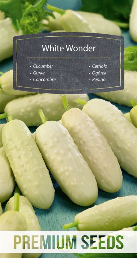 Cucumber White Wonder Premiumseeds Producer Of Seeds