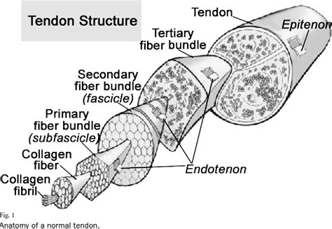 Tendon Diagram Tendons In The Foot Tendonitis Remember To Stretch