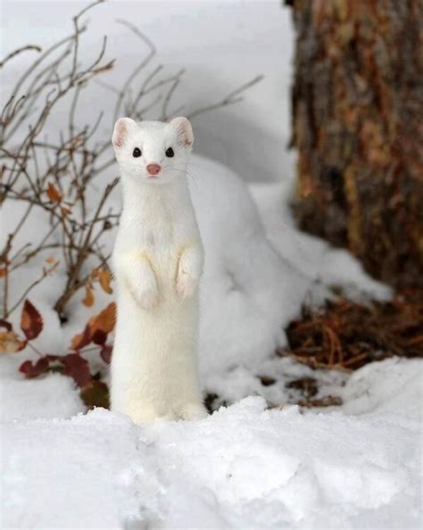 Snow Weasel Weasel Cute Animals Pinterest