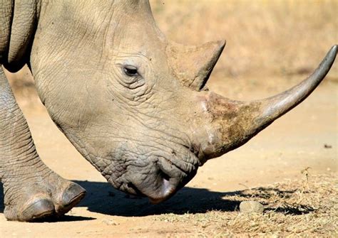 President Zuma To Attent Anti Rhino Poaching Awareness Day 2023