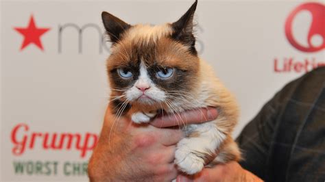 Tardar Sauce The Original Grumpy Cat Has Died At Age 7