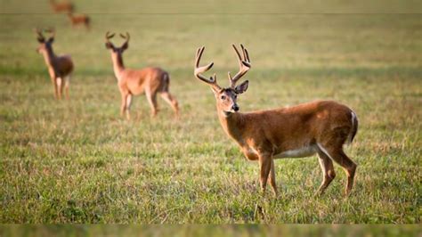 Bucks, alabama, united states, an unincorporated community. 5 best bucks of the late pre-rut | Fox News