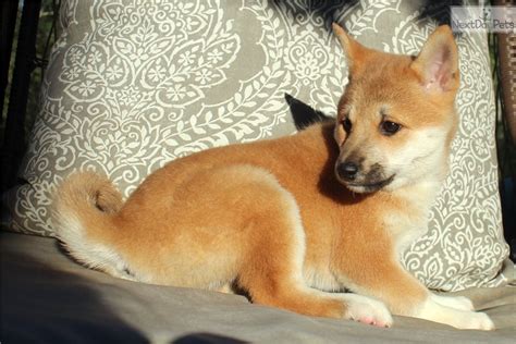 Shiba inu price depends on various factors such as lineage, sex, and types of registration. Shiba Inu puppy for sale near Charlotte, North Carolina ...