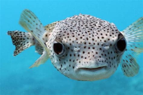 Giant Porcupine Puffer Fish Picture Of Manta Ray Dives Of Hawaii