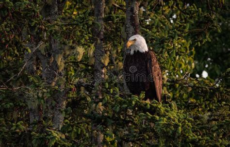 Bald Eagle Perched On A Tree Branch In Maine Stock Photo Image Of