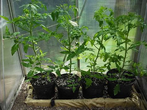 Growing Tomatoes From Seed The Planters Post Vegetable Gardening Blog