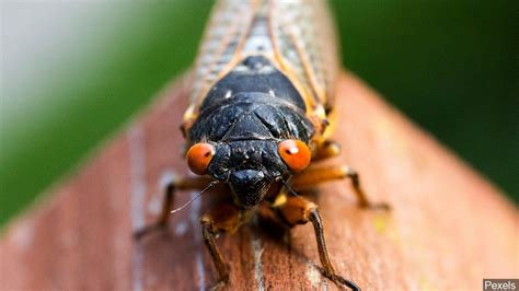 Brproud ‘zombie Cicadas Unknowingly Spreading Deadly Fungus To Others