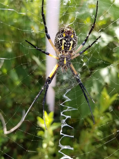 Orb Weaver Spider In South Louisiana Rnatureismetal