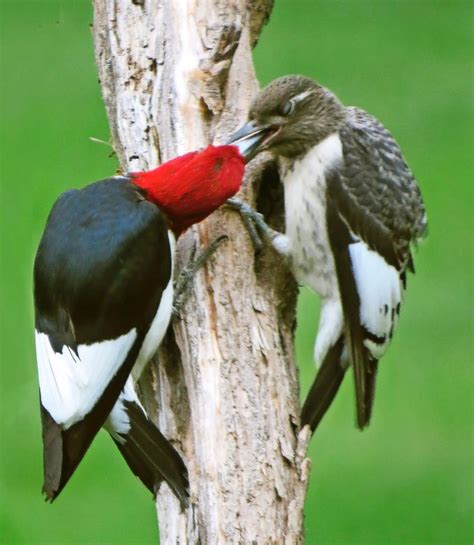 Red Headed Woodpecker Redheads Of The Bird World