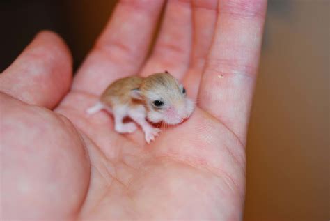 Hamster Baby ´｡ ᵕ ｡ Raww