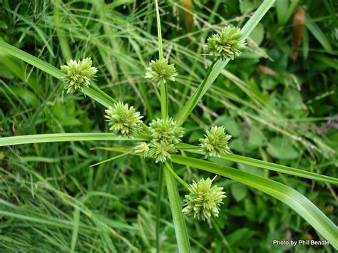 Select the type of weed you are trying to identify. Sedge (Umbrella) Cyperus eragrostis