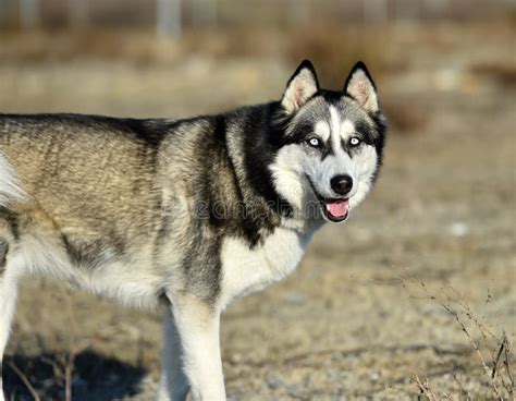 Husky Siberian In The Field Stock Photo Image Of Fight Risk 139034098