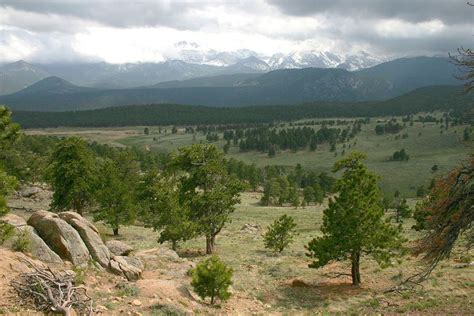 Rocky Mountain Ponderosa Pine Forest Alchetron The Free Social