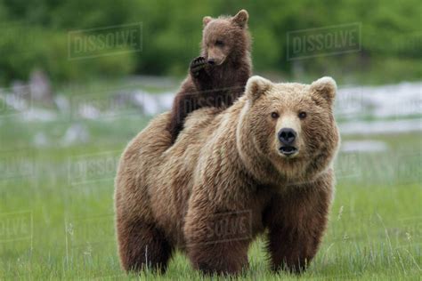 Grizzly Bear Ursus Arctos Horribilis Female With Cub Riding On Back