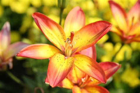 Reproducing Asiatic Lilies Learn About Propagating