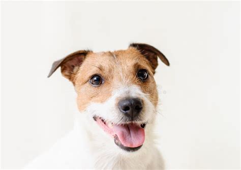 Happy Smiling Jack Russell Terrier Dog Puppy Portrait On White