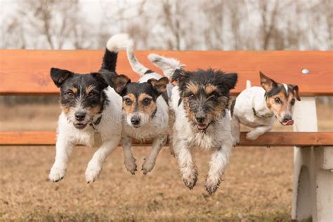 Four Dogs Jumping From A Park Bench Jack Russell Terrier Stock Image