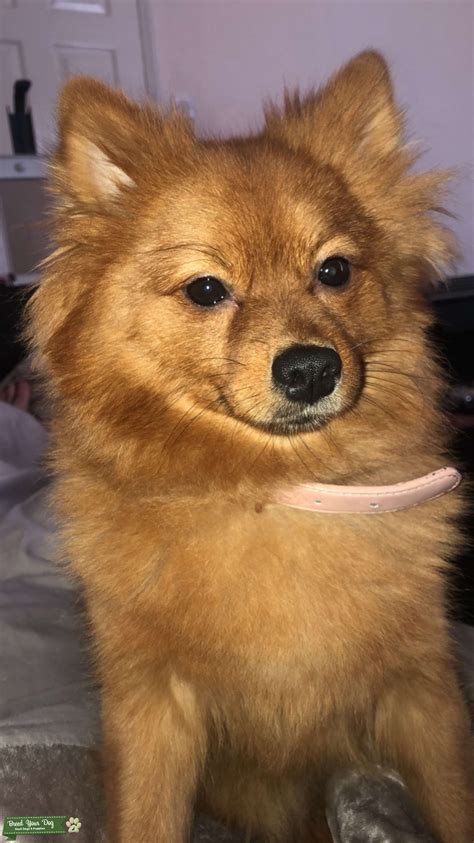 Ginger Female Pomerania Looking For Stud Stud Dog In North Yorkshire