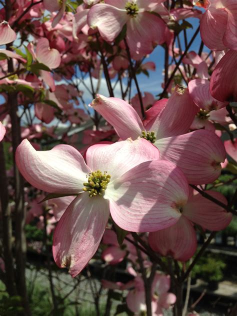 Color Sheets For Kids Pink Flowering Dogwood Size Pink Flowering