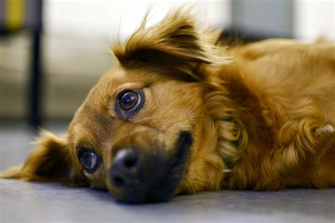 Cachorro Triste Causas E Como Ajudar O Pet Blog Da Cobasi