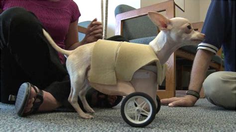 Check spelling or type a new query. Dog Born Without Front Legs Gets Wheels | The Ark In Space