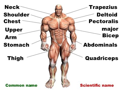 Broadly considered, human muscle—like the. Anterior Muscles