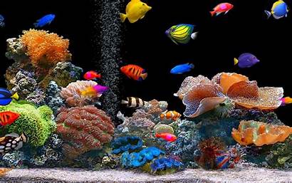 Tropical Fish Colorful Animals