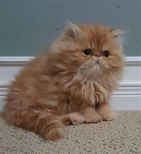 Leur robe est longue, épaisse et lustrée, soyeuse. Le chat persan en 67 photos qui vous feront aimer cette ...