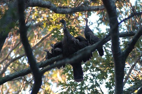 Wild Turkey Count Underway In New York State The East Hampton Star