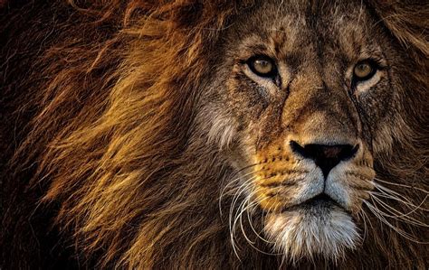 Wild Lion Face Photograph By Chadi El Hanchi Fine Art America