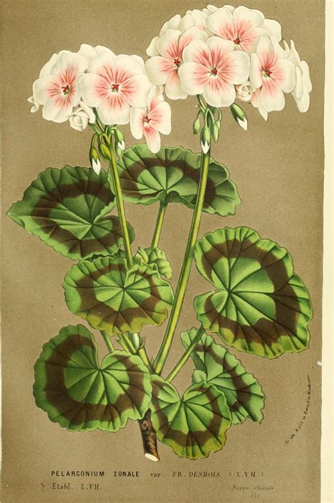 What Do You Know About Geraniums Botanical Painting Botanical