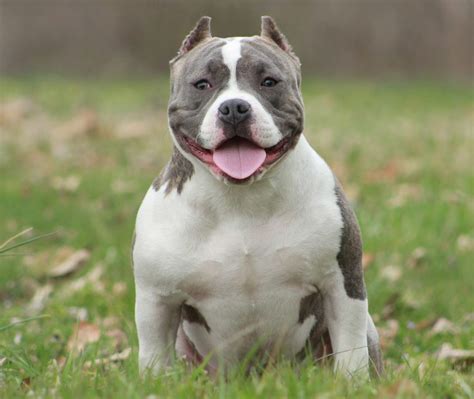 American Pitbull Terrier Breed Standard Jawerbusiness