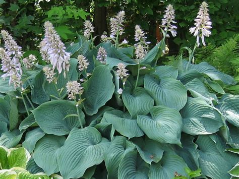 How To Grow And Care For Hostas World Of Flowering Plants