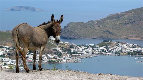 Photos Of Donkeys And Mules In The Greek Islands My Greece Travel Blog
