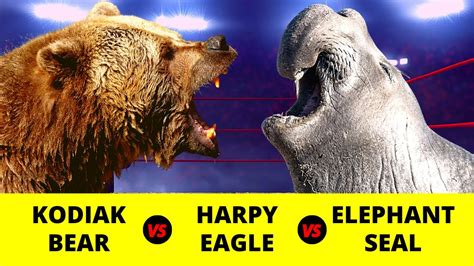 Kodiak Bear Vs Elephant Seal Vs Harpy Eagle Youtube
