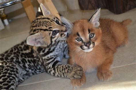 Ocelot Kitten For Sale Online Buy Ocelot Kitten Online