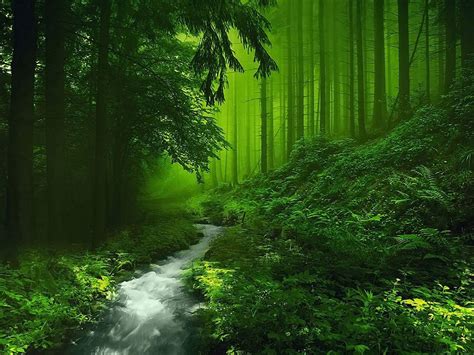 Green Nature Deep Forest River Wallpapers Hd Desktop And Mobile