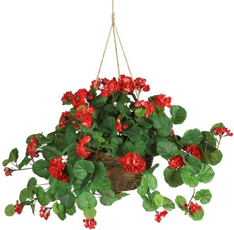 Ivy Geraniums Hanging Baskets