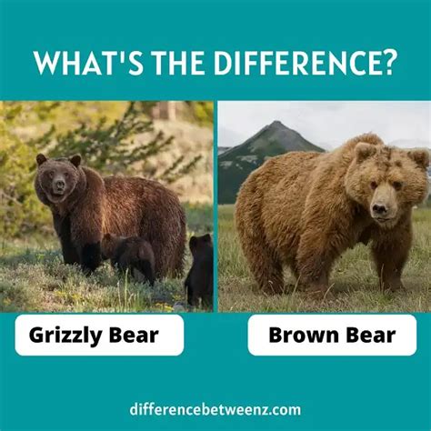 Differences Between A Grizzly Bear And A Brown Bear Difference Betweenz